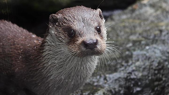 Thumbnail image for Otter Wakes Up!